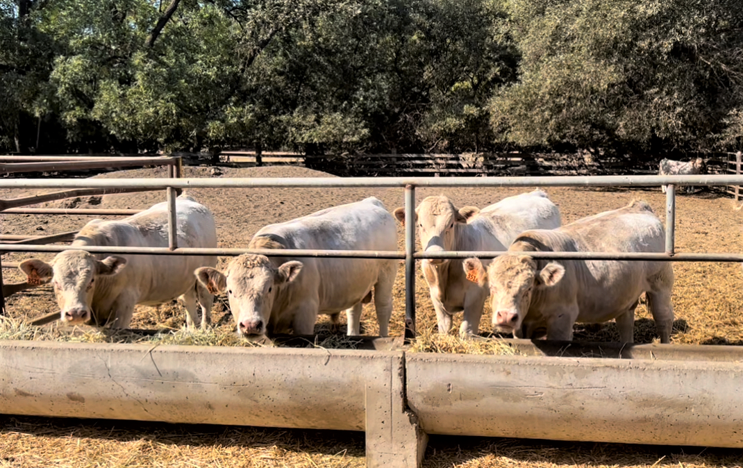 Bulls feeding at a trough