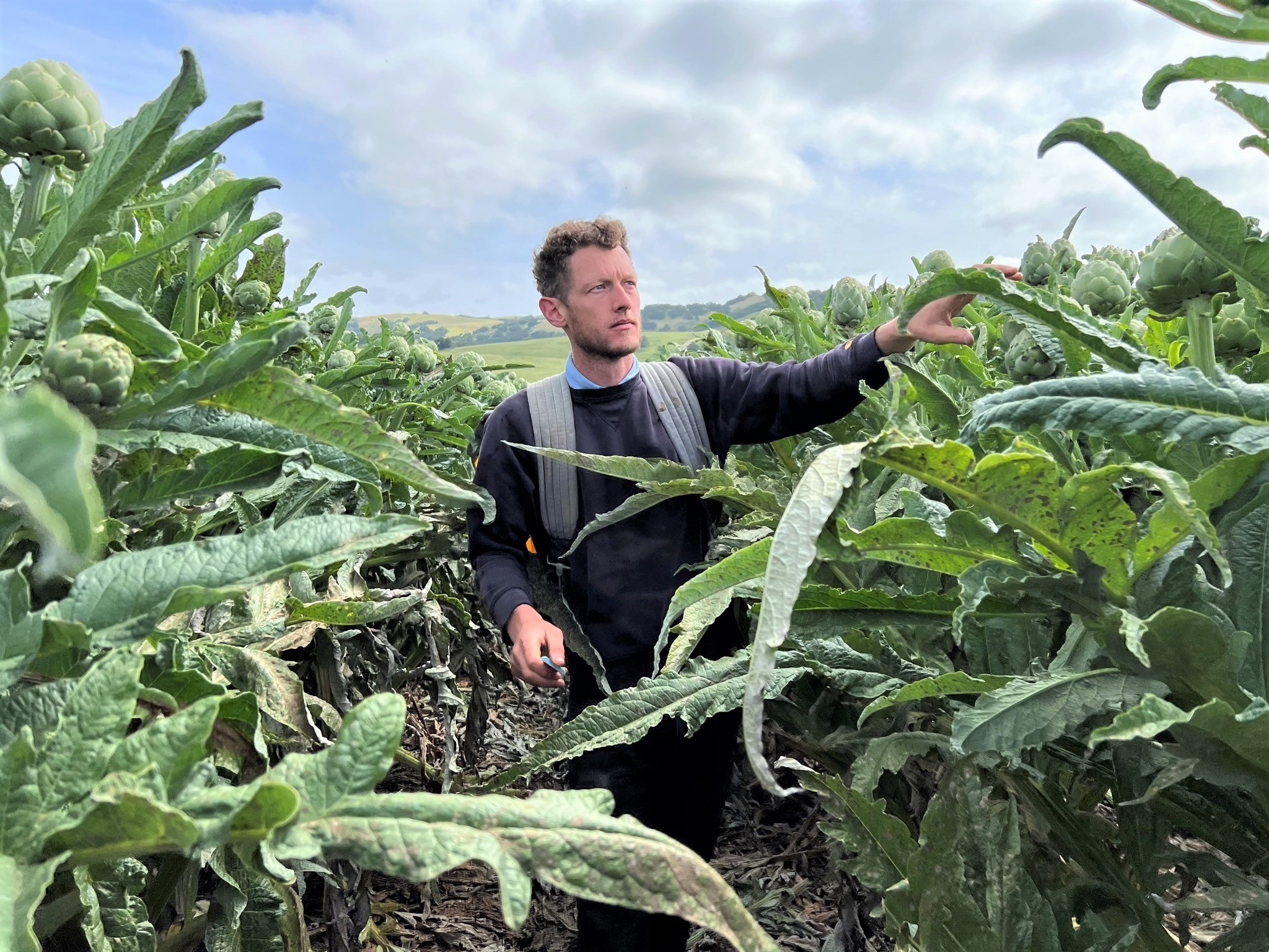 Sam Thorp picks artichokes on his family's Gilroy farm, Spade & Plow.