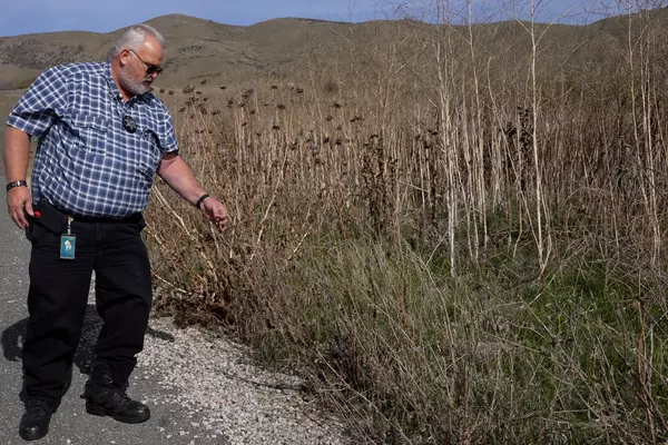 A County employee points to tall, dry grass that poses a fire risk.