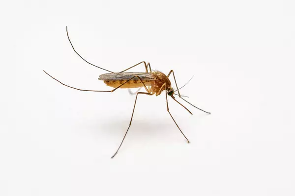 Close-up image of a mosquito.