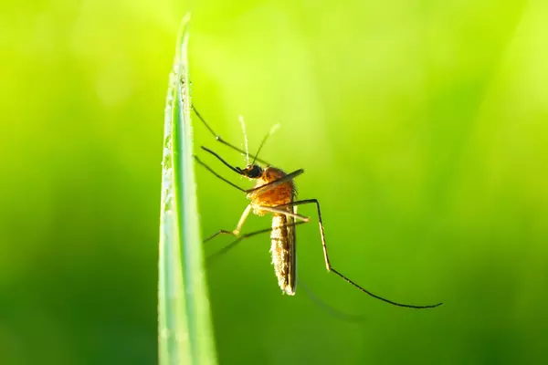 Stock image of a mosquito perched on a blade of grass.