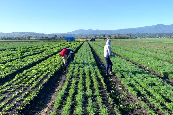Jacobs Farm employees work in a field in Santa Clara County.