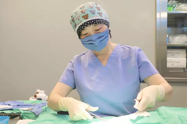 Dr. Kieu Vuong performs surgery on a cat at the Animal Services Center in San Martin.