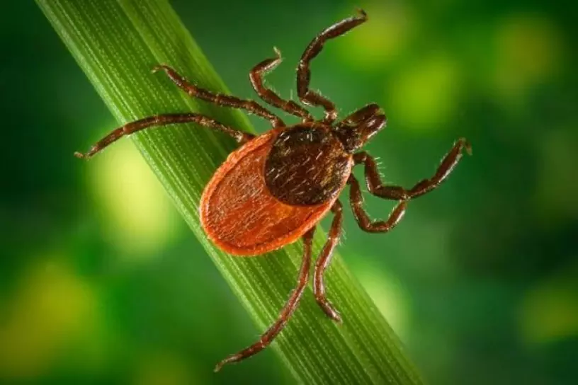 A close-up image of a tick on a green leaf