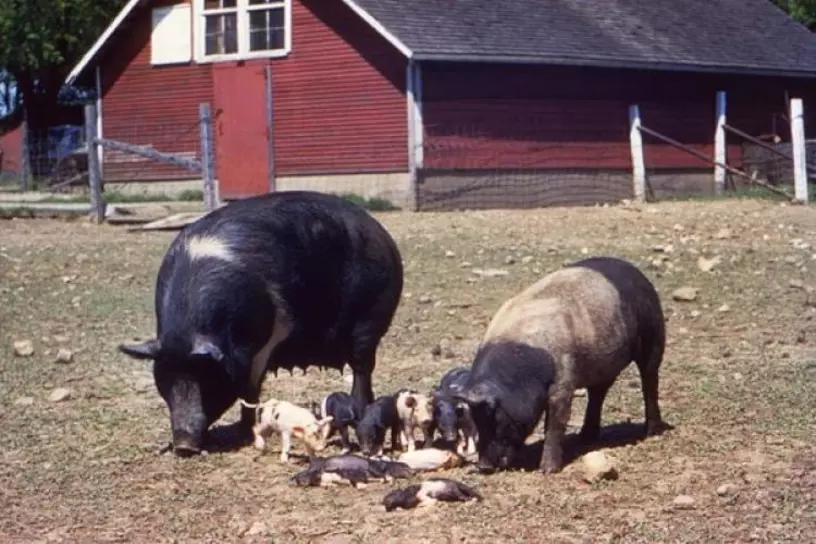 Image of pigs and piglets on a farm