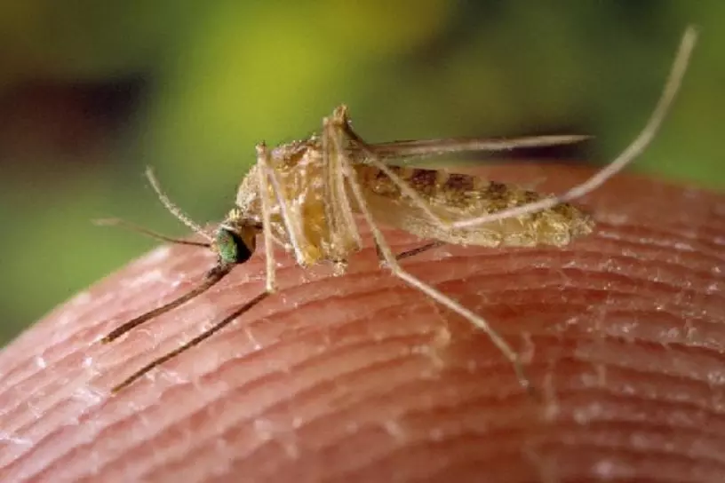 A close-up image of a mosquito on a person's thumb