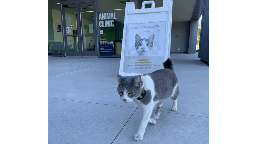 A gray and white cat walking in front of Clinic main door
