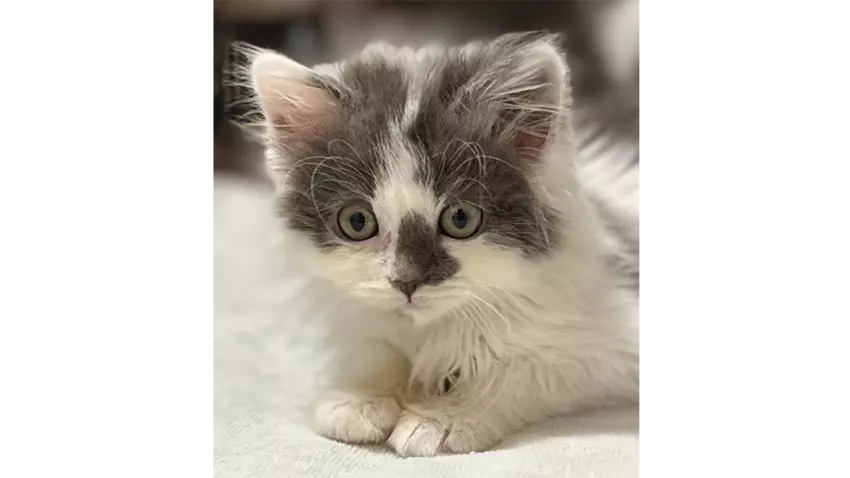 white and black long hair small cute kitten