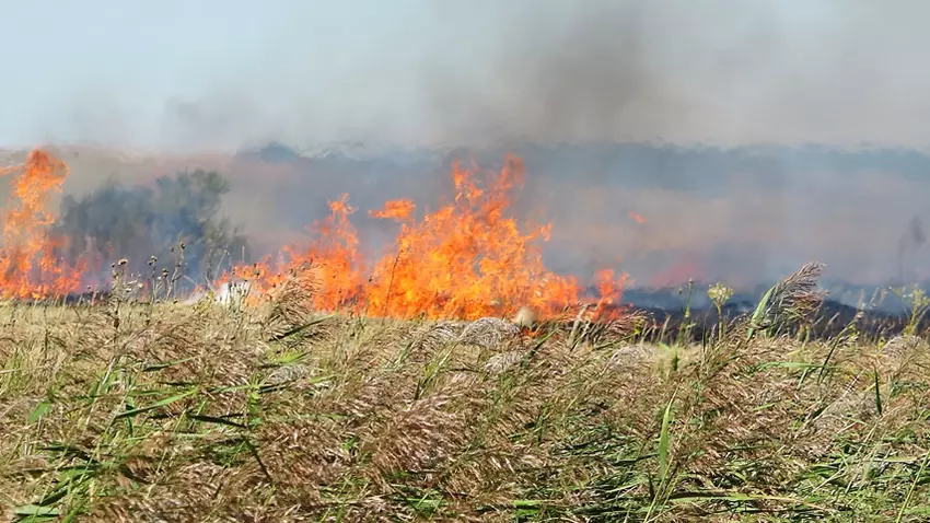 Weed Abatement - Field with weeds and flames