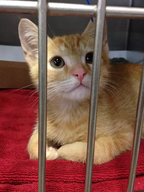 Adoptable cat sitting inside of cage