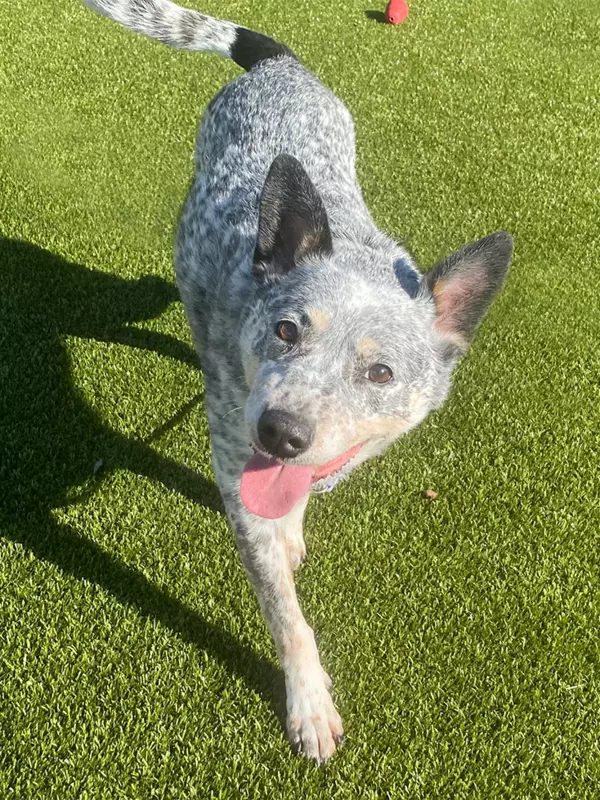 Cattle dog, black and white, on green grass