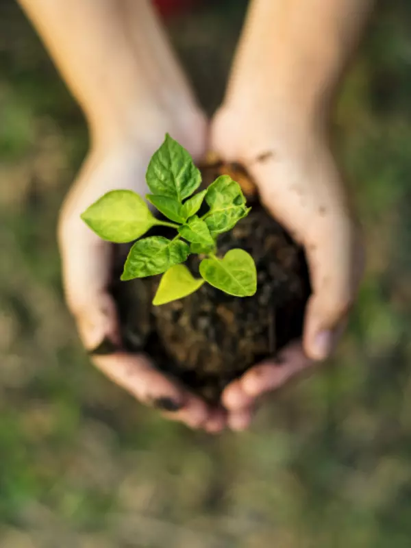 A hand holding a soil and plant