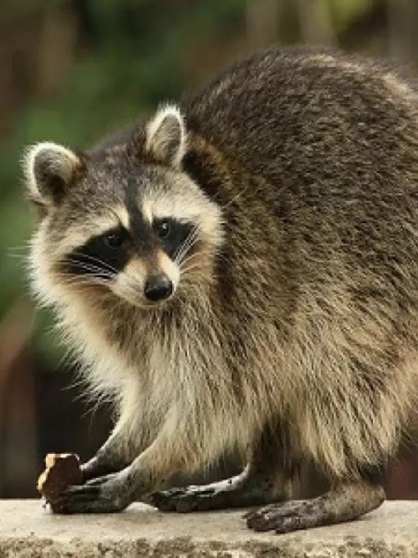 Raccoon crouches over his food