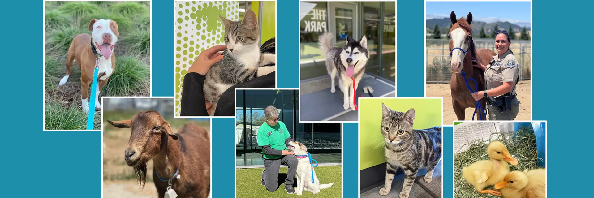 Colorful collage of shelter pets and people
