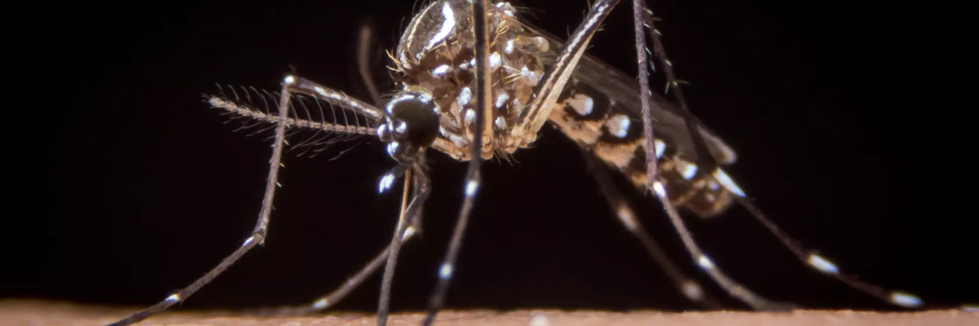 Aedes aegypti mosquito 