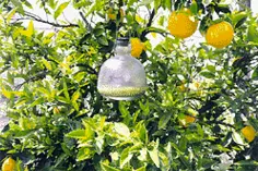 McPhail and Jackson fruit fly traps in orange trees