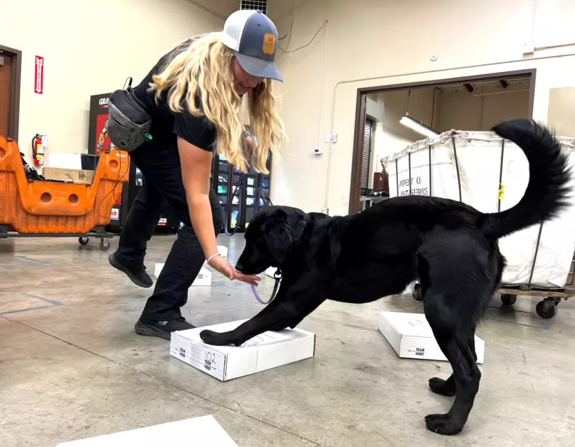 Jana Labrucherie, the County of Santa Clara's agricultural detection dog handler, practices finding packages with her partner, a black dog named Everest.