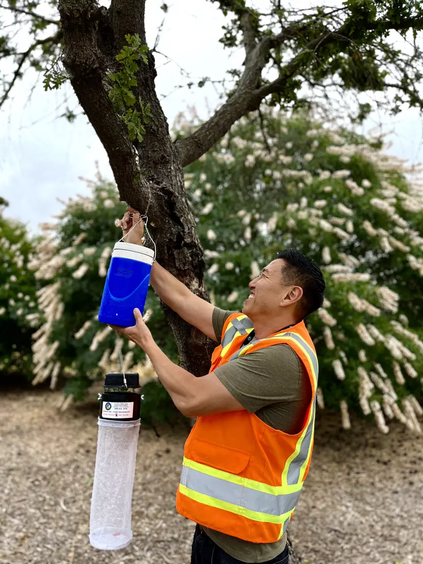Vector control employee setting up a mosquito trap on a tree
