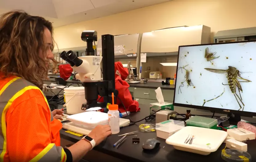 A vector ecologist looks at a mosquito under a microscope.