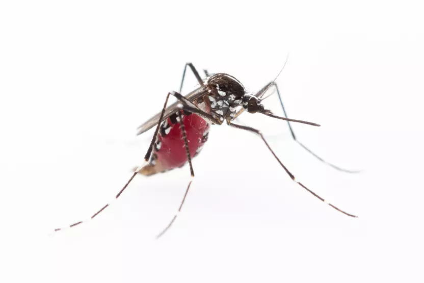 Invasive Aedes mosquito on a white background