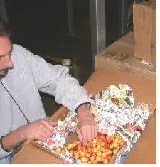Quarantine Inspector examining a box of cherries from out of state