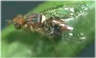 Picture of an adult olive fruit fly.