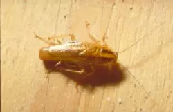 Picture of an adult cockroach. Light tan insect with wings that fold up over the body.