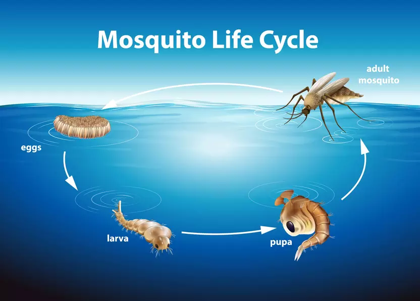 Mosquito lifecyles: eggs to larva to pupa to adult mosquito