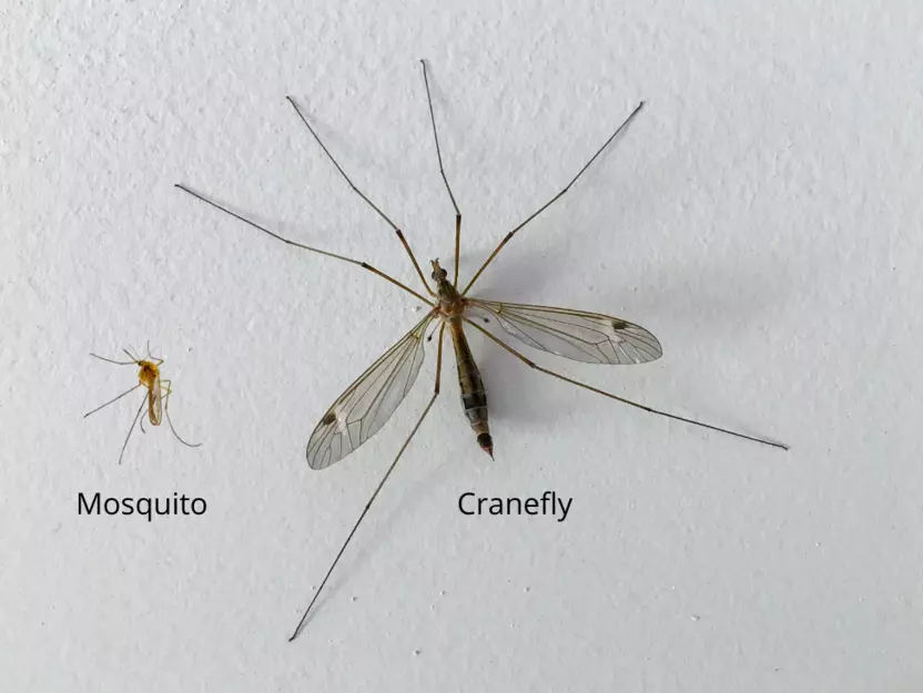 Mosquito and cranefly