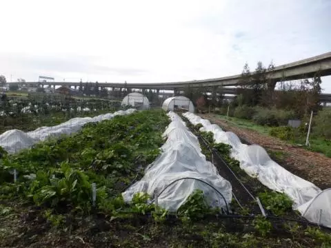 Row to green under plastic cover next to a major freeway overpass