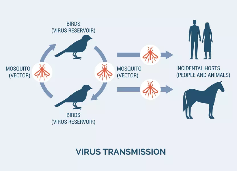 Virus transmission: bird (virus reservoir) to mosquitor (vector) to incidental hosts (people and animals)