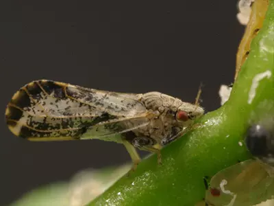 Asian Citrus Psyllid insect on a plant
