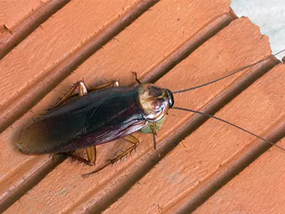 Cochroach on a patio deck