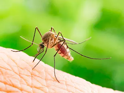 A mosquito about to bite a humn