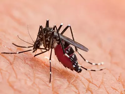 Mosquito on someone's skin, biting