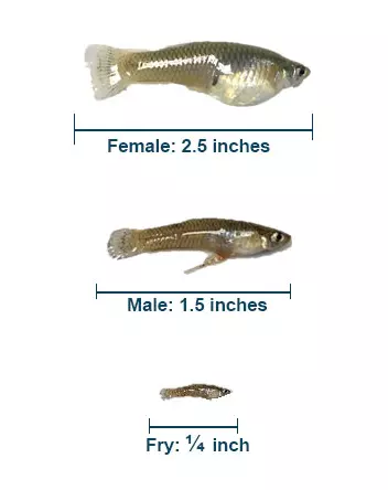 Mosquitofish sizes: female : 2.5 inches, male: 1.5 inches, Fry: 1/4 inch.