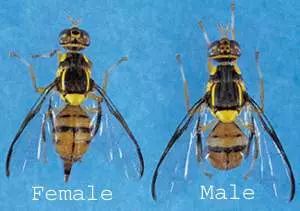 Oriental Fruit Flies - showing male and female differences