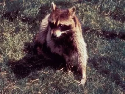 A close-up image of a raccoon