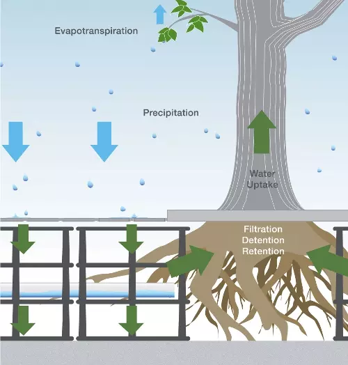 diagram of tree with arrows going up from roots, labeled "Filtration Detention Retention" and up the trunk, labeled "Water Uptake". On the left there are the words "Precipitation" with arrows pointing downward and "Evapotranspiration" with an arrow pointing up. There are droplets in the air and arrows going downward under ground.